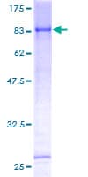 Human TRIM45 Protein (Recombinant GST)