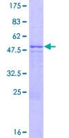 Human ZNF486 Protein (Recombinant GST)
