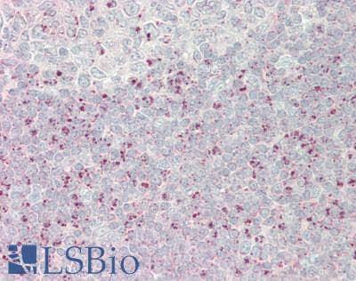IHC-plus™ RRAGC / RAGC Antibody (aa1-50)
