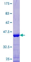 Human MAP4 Protein (Recombinant GST)