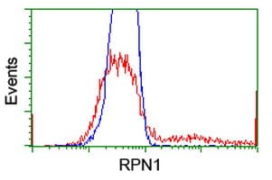 RPN1 / Ribophorin I Antibody (clone OTI5A1)