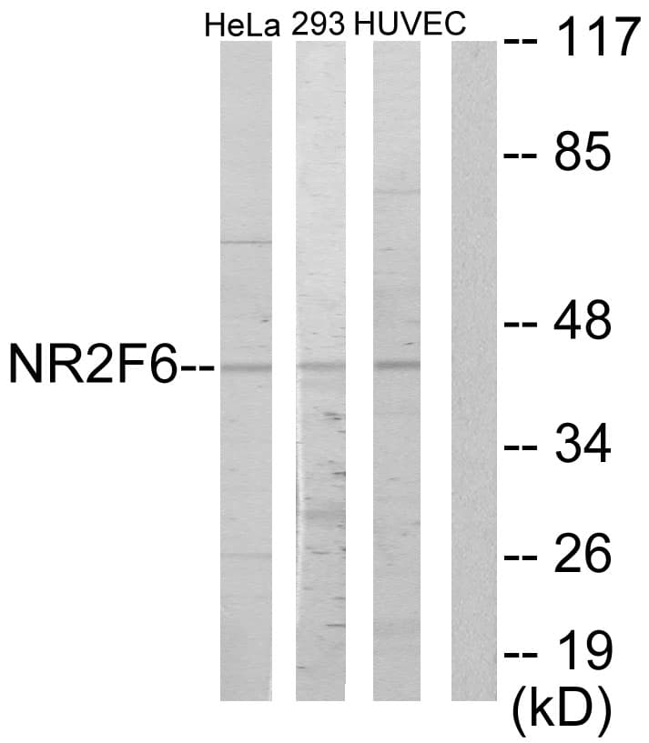 EAR2 / NR2F6 Antibody (aa11-60)