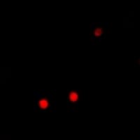 Polyclonal Rabbit anti-Human PRDM14 Antibody (IHC, IF, WB)