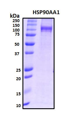 Human HSP90AA1 / Hsp90 Alpha A1 Protein (Recombinant His, N-Terminal)