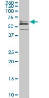 CDADC1 Antibody (clone 1A2)