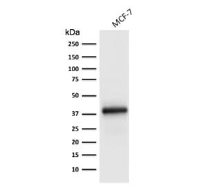EPCAM Antibody (clone EGP40/1798, Azide-free, BSA-free)