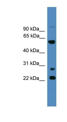 MNS1 Antibody (aa91-140)