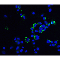 IHC-plus™ OVGP1 / Oviductin Antibody