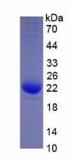 Interleukin 1 Beta [human Partial Mutagenesis, 59 Nt] Protein (Recombinant)