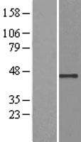 USP12 Protein (Over-Expression Lysate Myc-DDK (Flag))