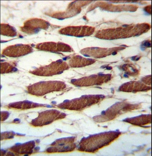 USP45 Antibody (aa309-338)