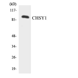 CHSY1 Antibody (aa327-376)