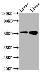 PRSS16 Antibody