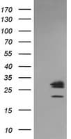 LGALS3 / Galectin 3 Antibody (clone OTI1A4, Carrier-free)
