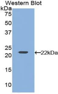 VEGFA / VEGF Antibody (aa27-190)