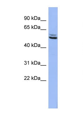 SYN3 / Synapsin III Antibody (aa503-552)