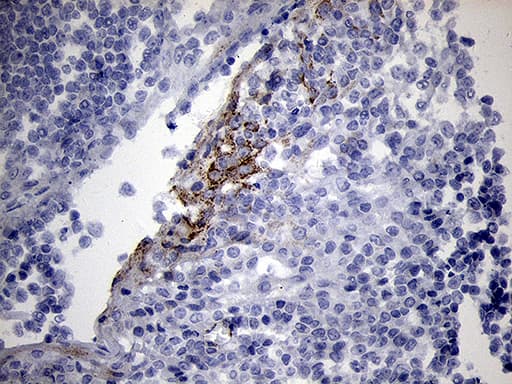 NDUFA4L2 Antibody (clone OTI5C10)