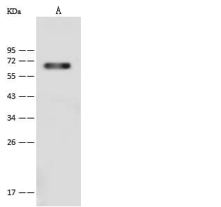 Polyclonal Rabbit anti-Mouse CD96 / TACTILE Antibody (Preservative Free, WB)