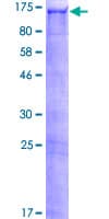 Human PDZRN3 Protein (Recombinant GST)