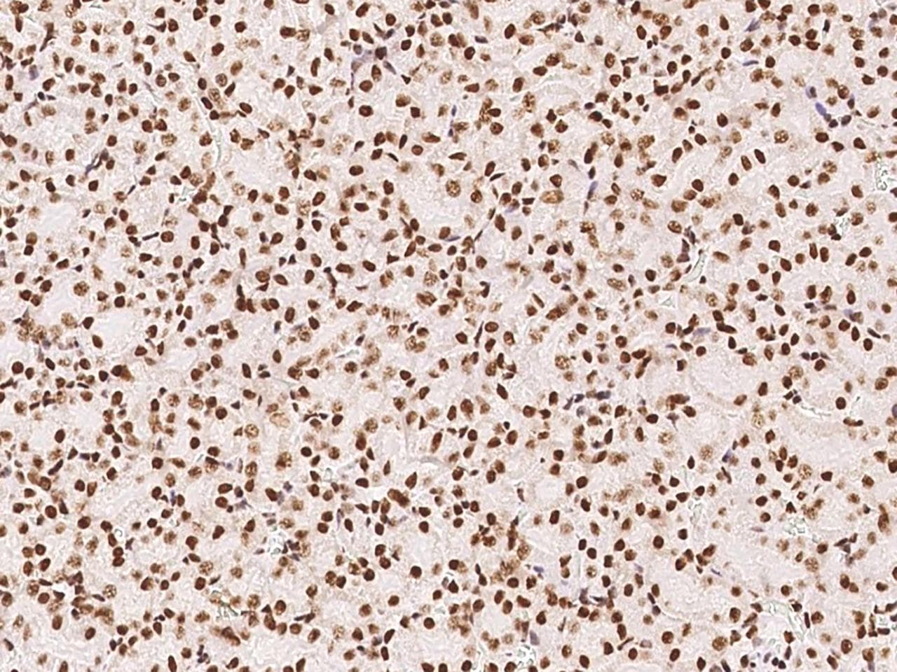 PTBP1 Antibody (Preservative Free)