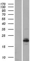 BHLHA15 Protein (Over-Expression Lysate Myc-DDK (Flag))