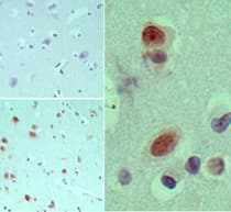 EIF3G Antibody (aa50-100)