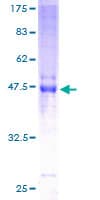 Human CLEC4E / MINCLE Protein (Recombinant GST)