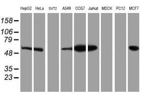 ERGIC-53 / LMAN1 Antibody (clone OTI1C5)