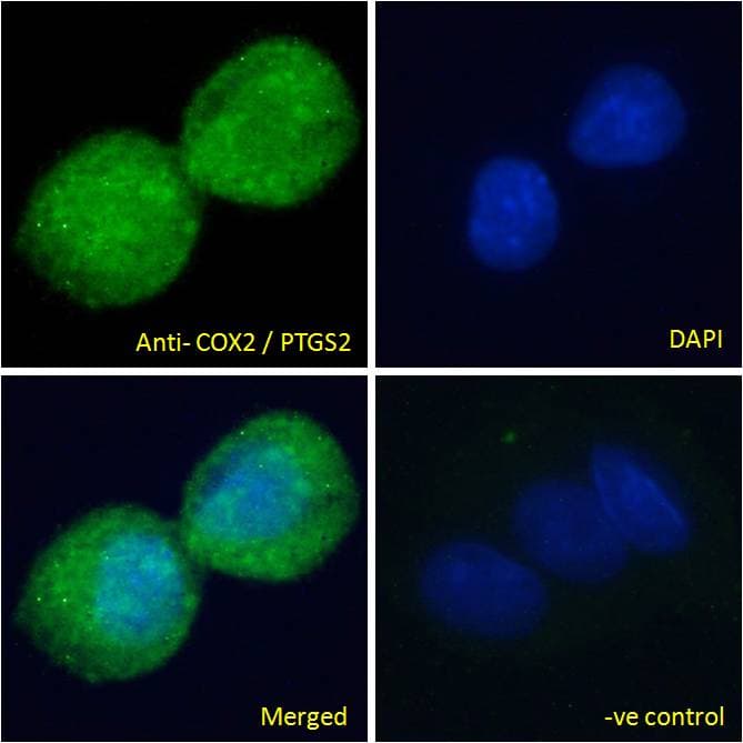 PTGS2 / COX2 / COX-2 Antibody (aa592-604)