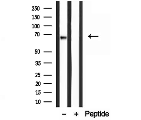 LMNB2 / Lamin B2 Antibody