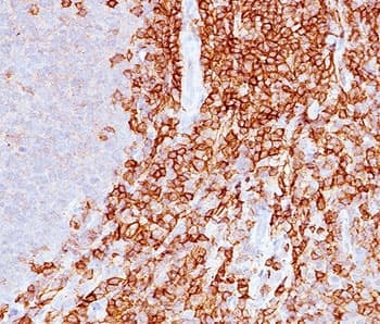 SPN / CD43 Antibody (clone DF-T1, Azide-free, BSA-free)
