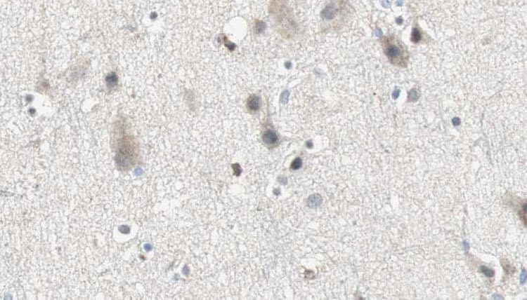 ARSG / Arylsulfatase G Antibody