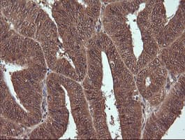 NDOR1 Antibody (clone OTI1E3)