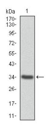 ANXA1 / Annexin A1 Antibody (aa100-300, clone 2F1)