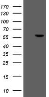 FTCD / 58K Golgi Protein Antibody (clone OTI8C2)