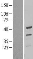 QCR2 / UQCRC2 Protein (Over-Expression Lysate Myc-DDK (Flag))