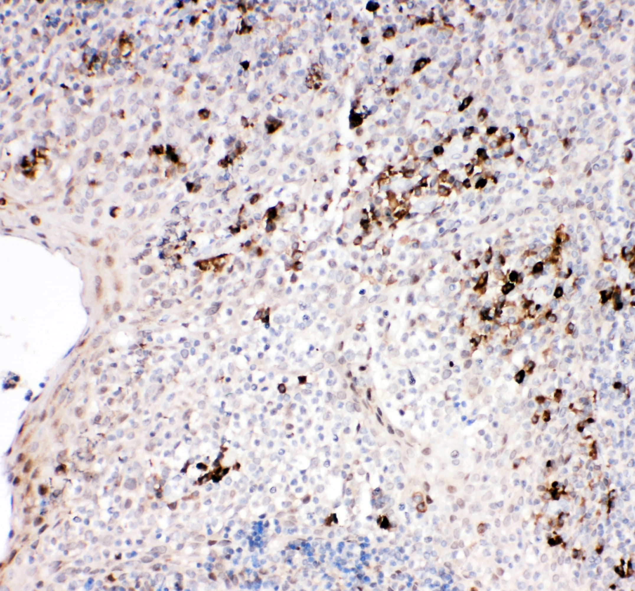 TRAF2 Antibody (aa305-325)