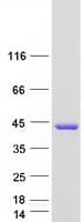 Human AS3MT Protein (Recombinant Myc-DDK (Flag))