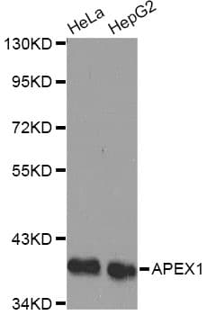 APEX1 / APE1 Antibody