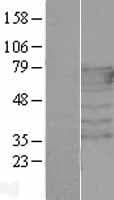 PEX5 Protein (Over-Expression Lysate Myc-DDK (Flag))