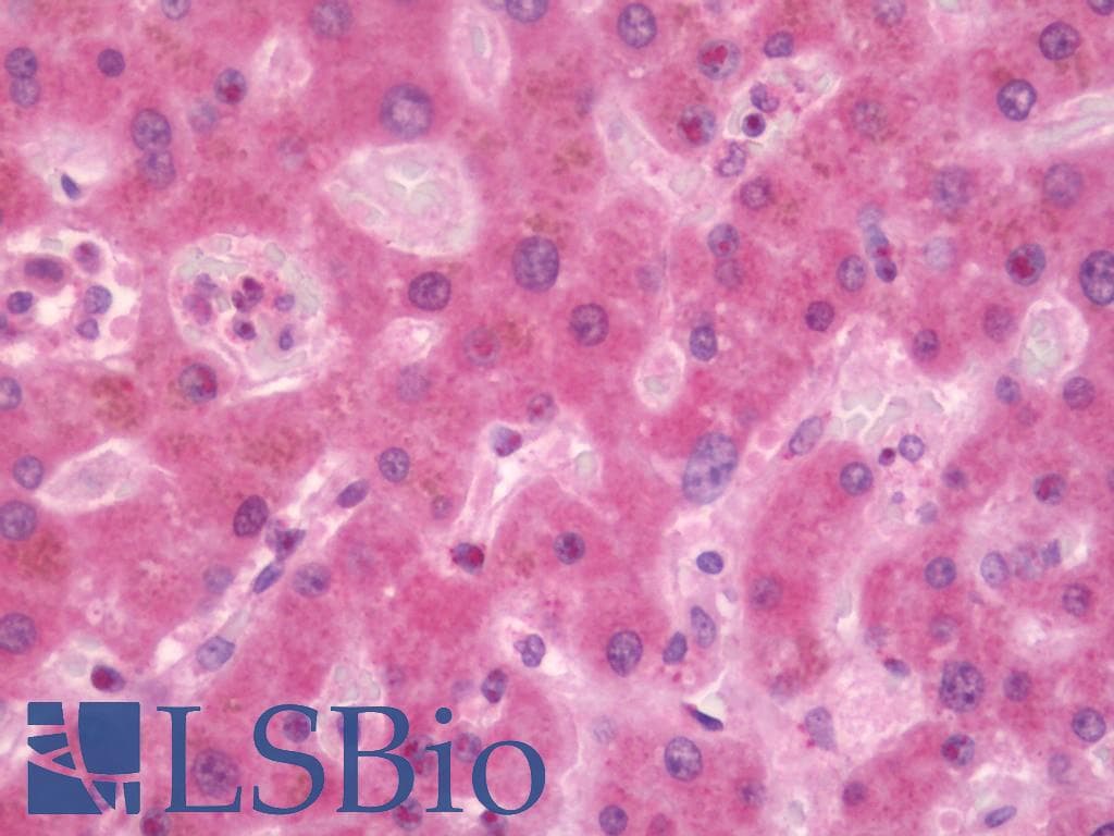 IHC-plus™ CST8 / CRES Antibody (aa31-80)