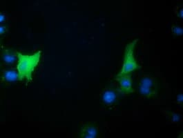 CBWD1 Antibody (clone OTI9H5)