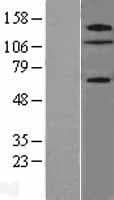 ZNF280D Protein (Over-Expression Lysate Myc-DDK (Flag))