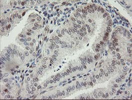 RBPMS / Hermes Antibody (clone OTI3D10)