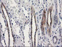 OSGEP Antibody (clone OTI8B3)