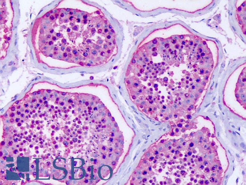 IHC-plus™ GPR75 Antibody (C-Terminus)
