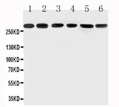 MUC5AC Antibody (aa552-567)
