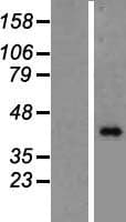 BMP8B Protein (Over-Expression Lysate Myc-DDK (Flag))