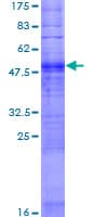 Human OR2G3 Protein (Recombinant GST)