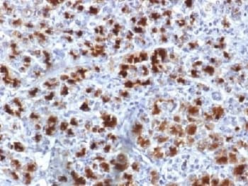 CELA3B / ELA3B Antibody (clone CELA3B/1757)
